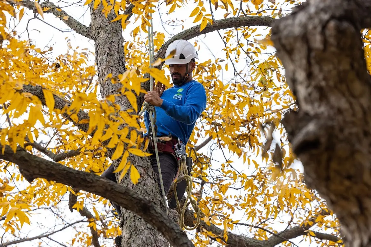 Skilled Storm Damage Cleanup crew working in Goldfield